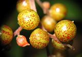 fruits mouchetes